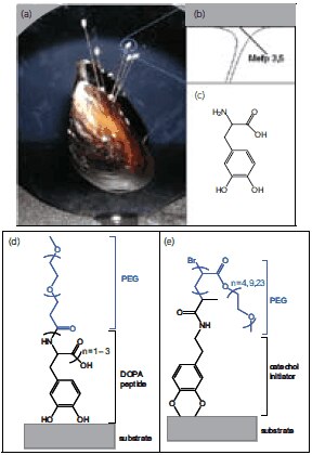 生体をヒントにした防汚性ポリマーを表面にグラフトする方法