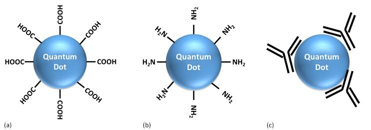Cartoons representing surface functionalized QDs: (a) carboxyl functionalized, (b) amine functionalized, (c) antibody conjugated Cartoons representing surface functionalized QDs