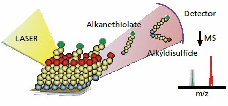 Chemistry at Surfaces with Self-Assembled Monolayers and SAMDI-ToF Mass Spectrometry SAMDI MSの概略