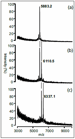 Chemistry at Surfaces with Self-Assembled Monolayers and SAMDI-ToF Mass Spectrometry ビオチン化された二本鎖DNAとシスプラチンとの反応生成物のSAMDI MSスペクトル