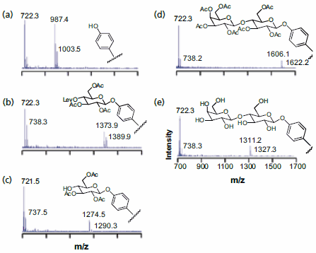 Chemistry at Surfaces with Self-Assembled Monolayers and SAMDI-ToF Mass Spectrometry 基板の単分子層上に二糖類を合成する各段階後における表面のSAMDI MSスペクトル
