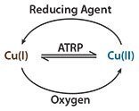 fundamental-reactions-of-arget-atrp fundamental reactions of ARGET ATRP
