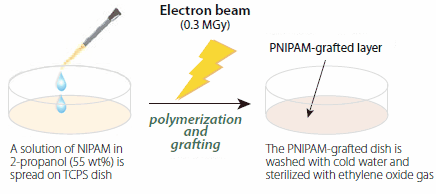 PNIPAMグラフト細胞培養皿の作製手順