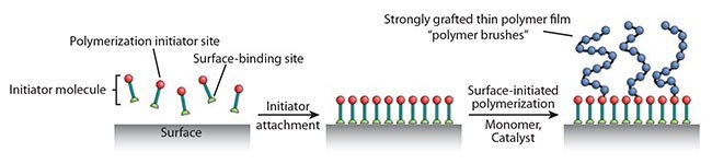Controlled Radical Polymerization Guide The process for generating a polymer brush