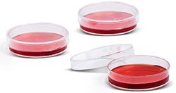 Ready-to-use solid culture media for mycoplasma detection