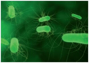 Escherichia coli escherichia