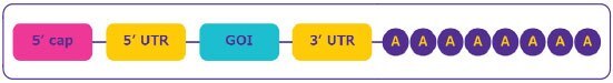 mRNA structure. mRNA structure