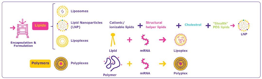 Several mRNA delivery systems are available. Several mRNA delivery systems are available