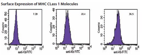Flow cytometry plots of MHC class I (Kb) expression on RMA-S cells