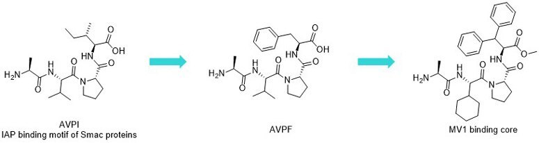 AVPI (Ala-Val-Pro-Ile) and IAP antagonists AVPF and MV1. AVPI (Ala-Val-Pro-Ile) and IAP antagonists AVPF and MV1.