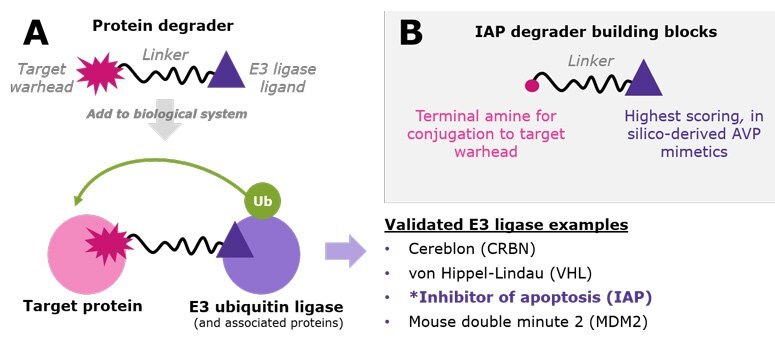 A.) Protein degraders are bifunctional small molecules that recruit a target protein to an E3 ubiquitin ligase. This proximity facilitates polyubiquitination of the target protein, resulting in its proteasomal degradation. While the list is growing, examples of validated E3 ligases used in TPD research include CRBN, VHL, IAP, and MDM2. B.) IAP degrader building blocks incorporate three novel virtual screening leads already conjugated to varied linkers with amine-terminal chemistry. A.) Protein degraders are bifunctional small molecules that recruit a target protein to an E3 ubiquitin ligase. This proximity facilitates polyubiquitination of the target protein, resulting in its proteasomal degradation. While the list is growing, examples of validated E3 ligases used in TPD research include CRBN, VHL, IAP, and MDM2. B.) IAP degrader building blocks incorporate three novel virtual screening leads already conjugated to varied linkers with amine-terminal chemistry.