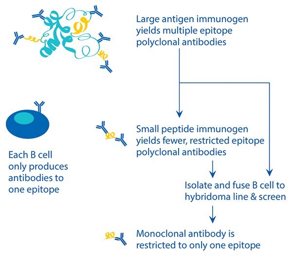 antibodies-b-cell Production of monoclonal vs. polyclonal antibodies