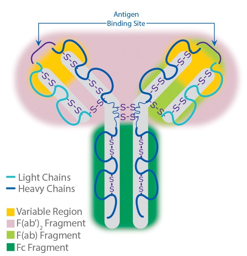 antibody-structure Antibody Structure