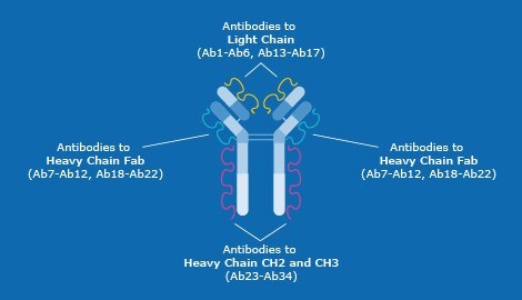 Distribution of the 34 antibodies in the Antibody Array Distribution of the 34 antibodies in the Antibody Array