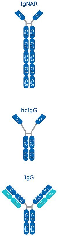 heavychain Heavy chain-only antibodies