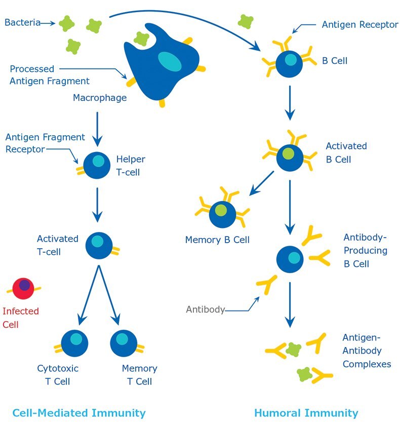 immune-response The Immune Response