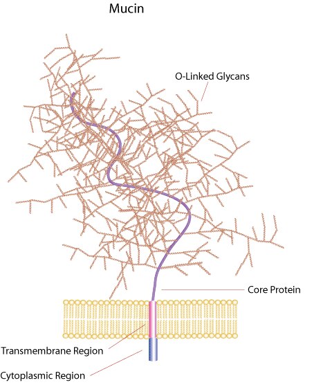 Mucins are a diverse family of densely glycosylated proteins. Mucin domains within the protein core are rich in threonine, serine and hydroxyproline enabling post-translational O-glycosylation.