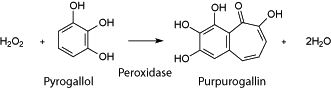 Pyrogallol purpurogallin schema Pyrogallol purpurogallin schema