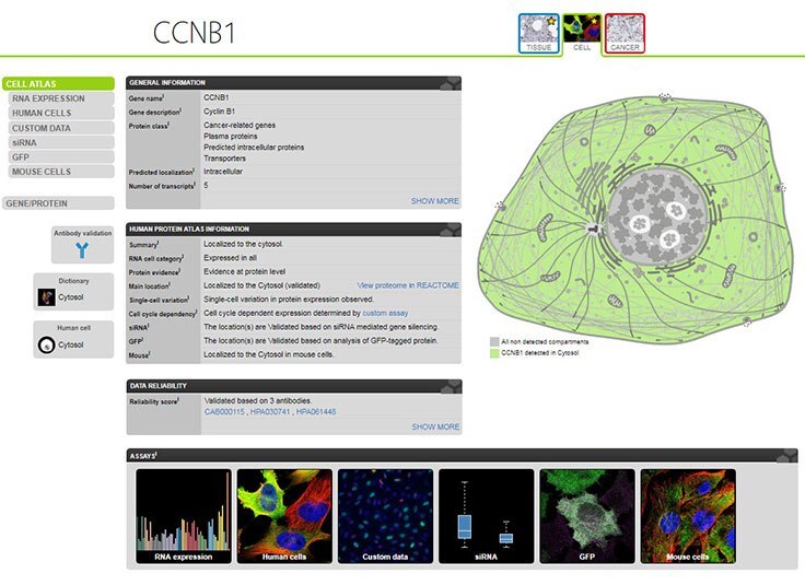 Cell AtlasオンラインツールにおけるCCNB1（サイクリンB1）抗体の情報。