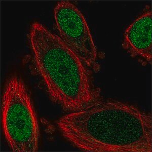 Immunofluorescent staining showing nuclear localization of the transcription factor, GBX2 (green) in human prostate cancer (PC-3) cells using Prestige Antibodies® Anti-GBX2 antibody that was produced in rabbit. Immunofluorescent staining showing nuclear localization of transcription factor