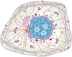 Human Protein Atlasのインタラクティブな細胞画像。