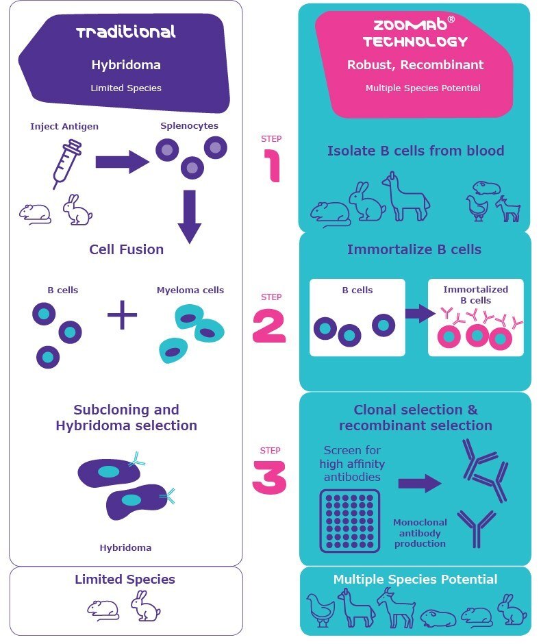 Superior quality of rabbit monoclonal antibodies Superior quality of rabbit monoclonal antibodies