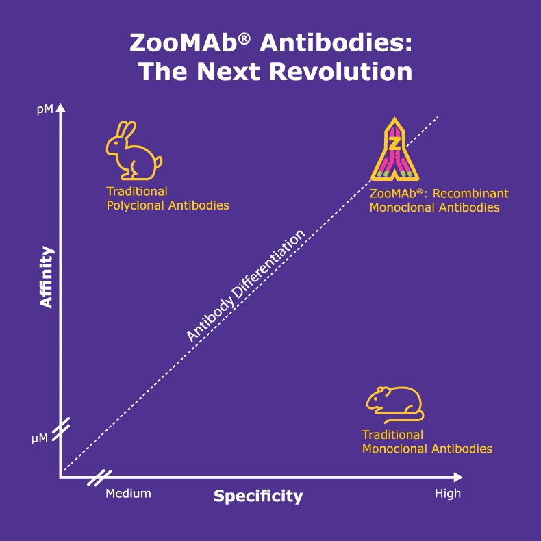 ZooMAB® Antibodies: The Next Revolution ZooMAB® Antibodies: The Next Revolution