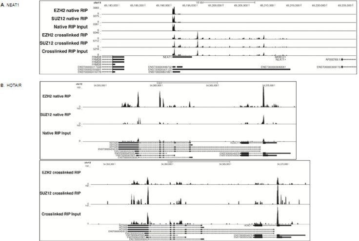 RIP-Seq analysis was performed with EZH2 and SUZ12 in HeLa cells using either Magna nuclear native RIP kit (Product No. 17-10522) or Magna nuclear cross-linked RIP kit (Product No. 17-10520). The data showed enriched signals at NEAT1 (A, top panel) and HOTAIR lincRNA transcripts (B. middle and bottom panels). RIP-Seq analysis was performed