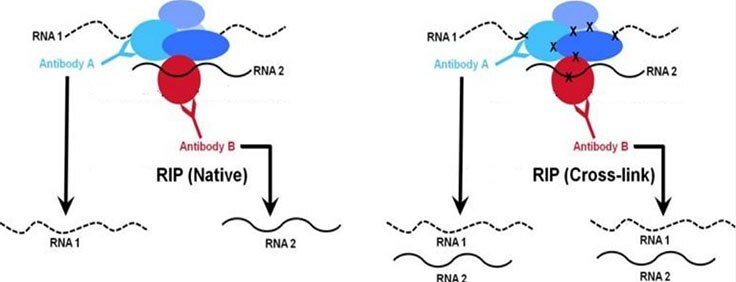 While both native and cross-linked approaches are used to analyze chromatin-associated RNA, the native RIP approach (right panel) typically allows recovery of high affinity protein-RNA interactions. Conversely, the cross-linked method (right panel) is designed to capture higher molecular weight complexes and more readily trap weaker interacting RNAs. Comparison of native vs. cross-linked
