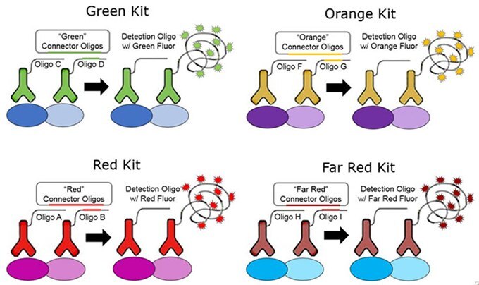 Directly conjugated primary antibodies (PLA probes), generated with Probemaker technology, are used to identify and amplify signals for four unique protein events in green, orange, red, and far red detection colors. Directly conjugated primary antibodies