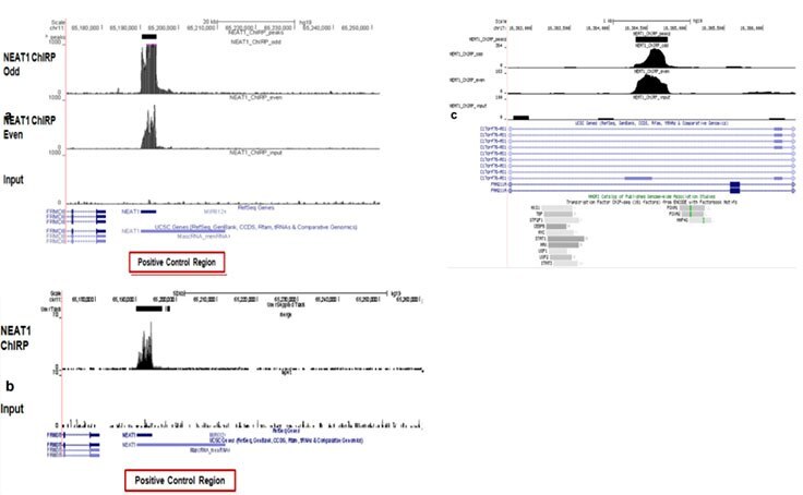 Next Generation Sequencing Analysis of DNA pull-down using Magna ChIRP kit Next Generation Sequencing Analysis of DNA pull-down using Magna ChIRP kit