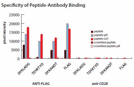 Probing peptide microarrays with ANTI-FLAG antibodies or with control anti-CD28 ANTI-bodies.