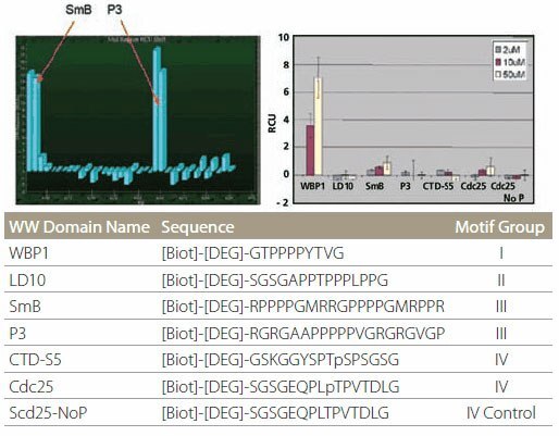 Specificity of WW Domain Binding Specificity of WW domain binding. The color bars represent different protein concentrations. Specificity of WW Domain Binding Specificity of WW domain binding. The color bars represent different protein concentrations.