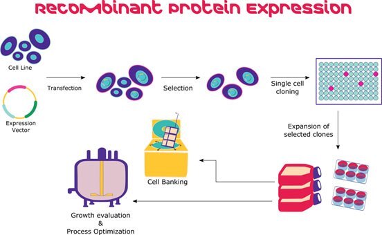 Illustration of recombinant protein expression in mammalian cells