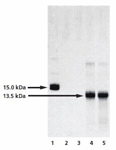 Analysis of the chemical deglycosylation of RNase B on 12% homogeneous SDS-PAGE gel. Lane 1 is the RNase B control (Product No. R1153), while lanes 2 to 5 represent fractions collected from the gel filteration column. Lanes 2 and 3 are pre-void volume fractions and lanes 4 and 5 show bands at 13.5 kDa, corresponding to deglycosylated RNAse B. Analysis of the chemical deglycosylation of RNase B on 12% homogeneous SDS-PAGE gel