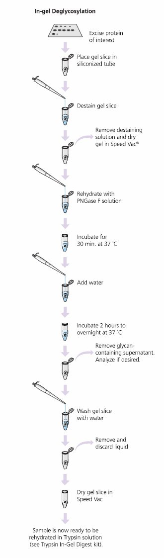 Process for the GlycoProfile I Enzymatic In-Gel N-Deglycosylation Kit. Glycoprotein Deglycosylation Glycoprotein Deglycosylation