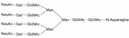 Tetraantennary N-linked Sugar. Tetraantennary N-linked Sugar.