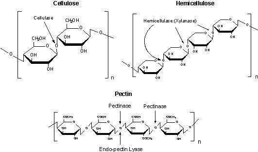 Cellulose, Hemicellulose and Pectin structures