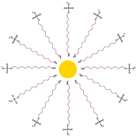 Simple illustration of a sodium dodecyl sulfate micelle Simple illustration of a sodium dodecyl sulfate micelle
