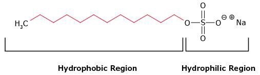 Structure of the anionic detergent sodium dodecyl sulfate (SDS) Structure of the anionic detergent sodium dodecyl sulfate (SDS)
