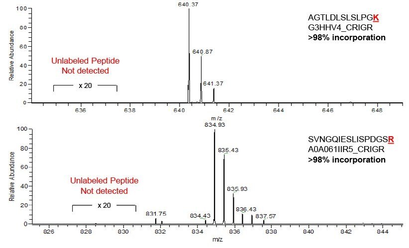 Incorporation of SIL for two peptides from CHO proteins. Incorporation of SIL for two peptides from CHO proteins.