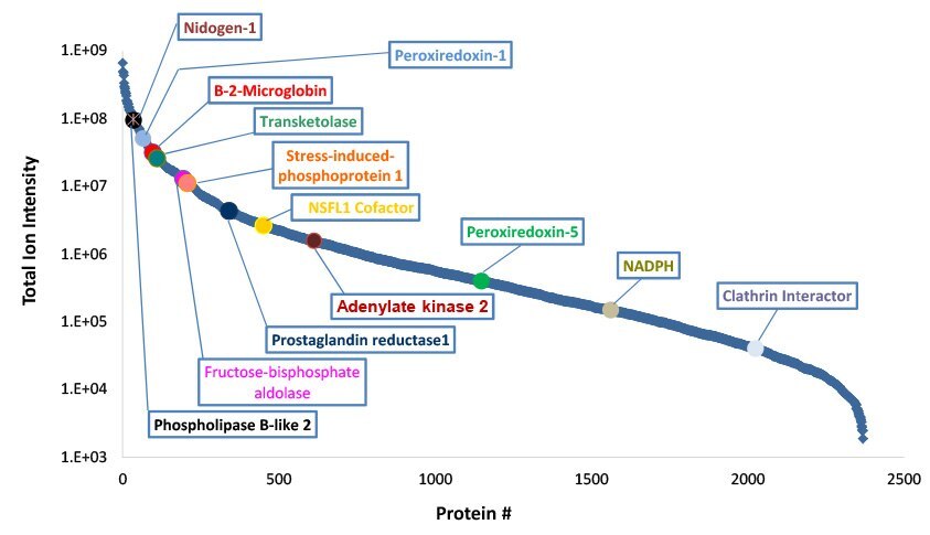 Identified SIL-CHO proteins arranged by relative abundance based on total ion intensity. HCPs identified in published analyses are highlighted.1-3 Identified SIL-CHO proteins arranged by relative abundance based on total ion intensity.