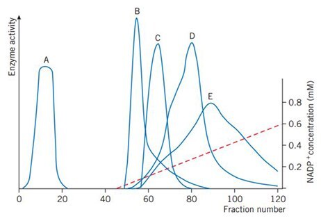 Gradient elution with 0–0.6 mM NADP+