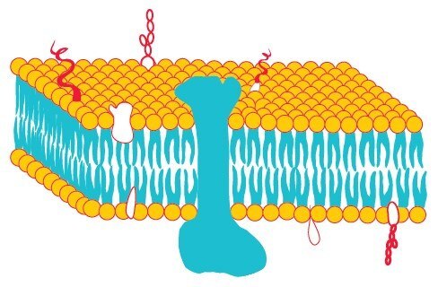 Fluid-mosaic model of a biological membrane Fluid-mosaic model of a biological membrane