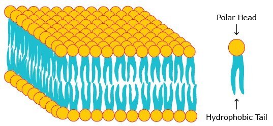 A phospholipid bilayer A phospholipid bilayer