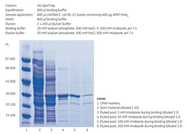 SDS-PAGE under reducing conditions (ExcelGel SDS Gradient 8–18) of histidine-tagged APB7 protein. The imidazole concentration during binding affects the final purity and yield (compare lanes 3, 4, 5, and 6). His SpinTrap SDS-PAGE