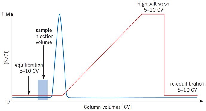 Sample elutes before salt gradient begins
