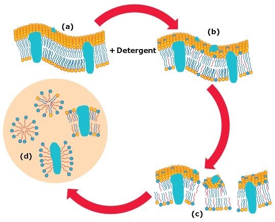 Stages in the solubilization of biological membranes by detergents. Stages in the solubilization of biological membranes by detergents