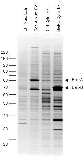 Purification of Two Different FLAG®-tagged Baits
