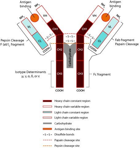 Basic Immunoblobulin Structure
